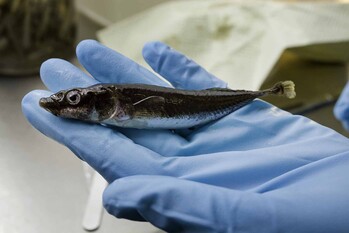 Nine-spined stickleback in hand